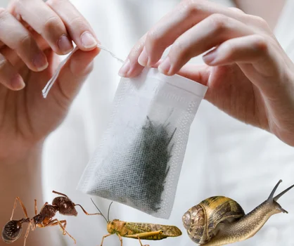 Czy w każdej torebce herbaty są robaki?! Naukowcy nareszcie to sprawdzili!