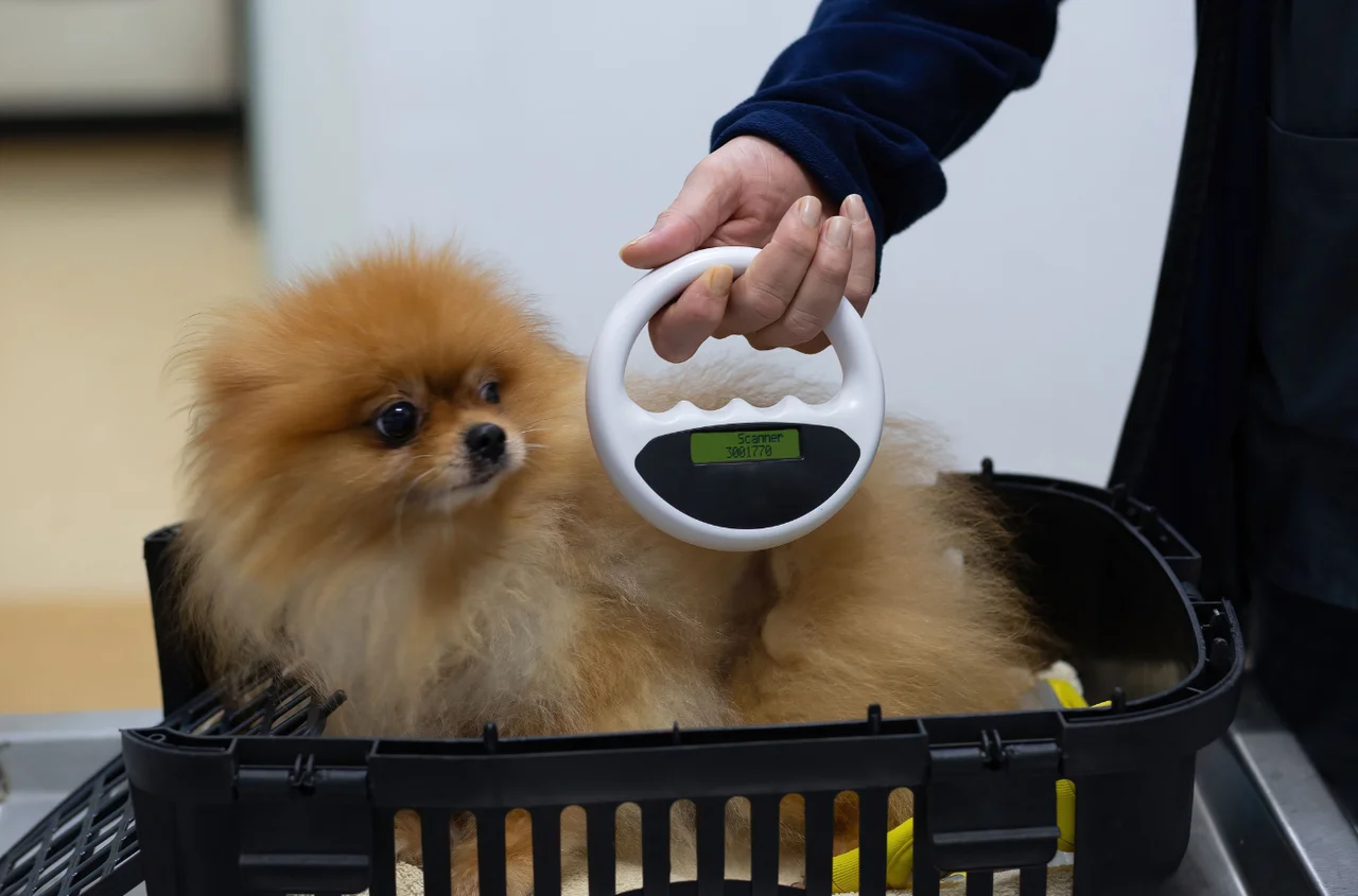 Nadchodzi obowiązkowe czipowanie psów i kotów!? Brak rejestracji lub deklaracji to grzywna 500 zł