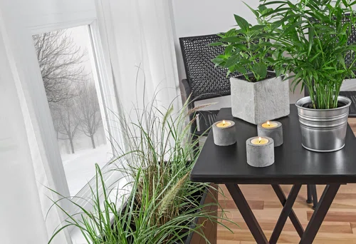 Jak sprawić, aby rośliny w Twoim domu PIĘKNIE ROSŁY?