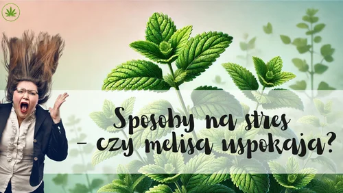 Czy melisa uspokaja?