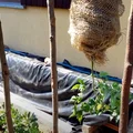 Hit sezonu: Pomidory do góry nogami - Ogrodnicy oszaleli na punkcie tego triku!