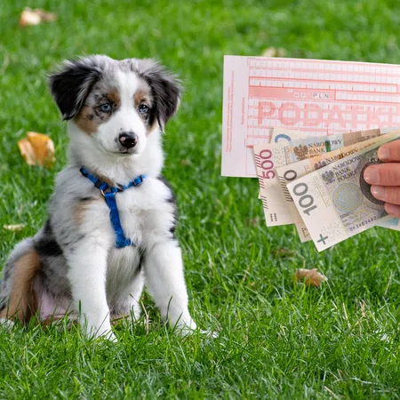 Ile wyniesie podatek od psa w 2023 roku?