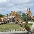 Dzień Miłośników Zoo: Święto Miłośników Zwierząt i Edukacji Ekologicznej