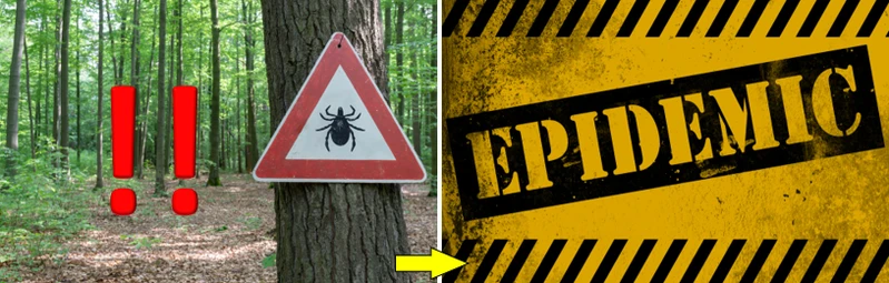 Czy jesteśmy narażeni na epidemię boreliozy?