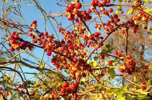 Koniec z modną ozdobą ogrodów. Teraz grożą za nią kary!