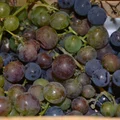 Sok winogronowy na zimę