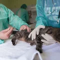 Tajemnicza choroba atakuje koty! Weterynarze są bezsilni! Co musisz wiedzieć?