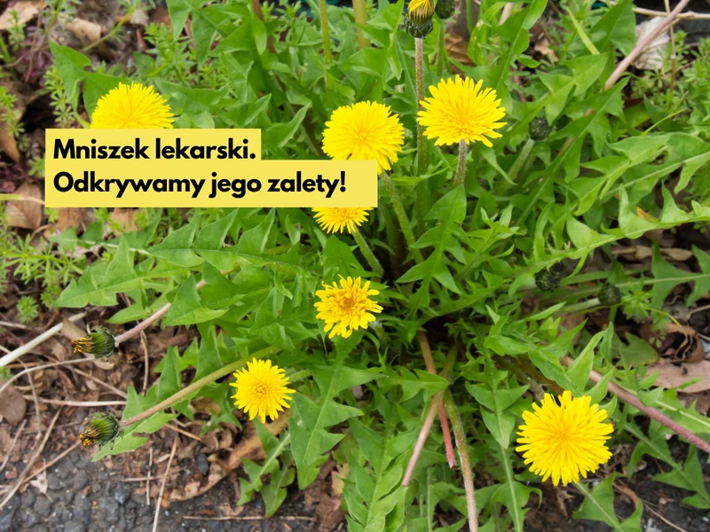 Myślałaś, że mlecz to chwast? Odkrywamy jego zalety!