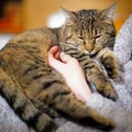 Kocia terapia na depresję! Jak mruczenie leczy nasze emocje