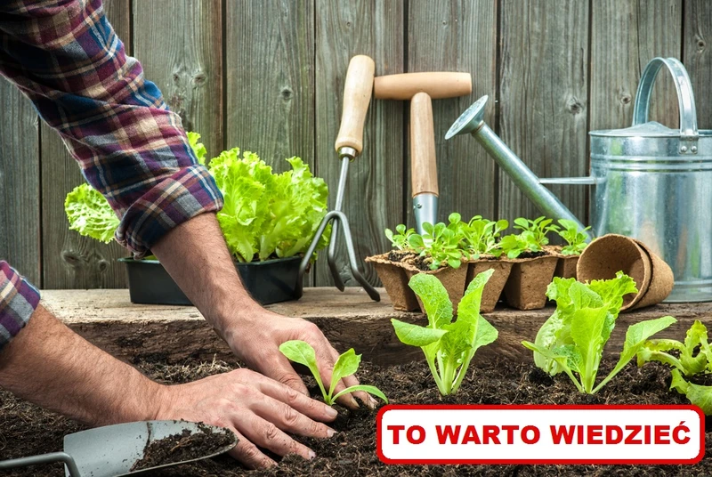 Najciekawsze TRIKI do ogrodu na WIOSNĘ!