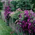 Ogrodzenie pełne kwiatów