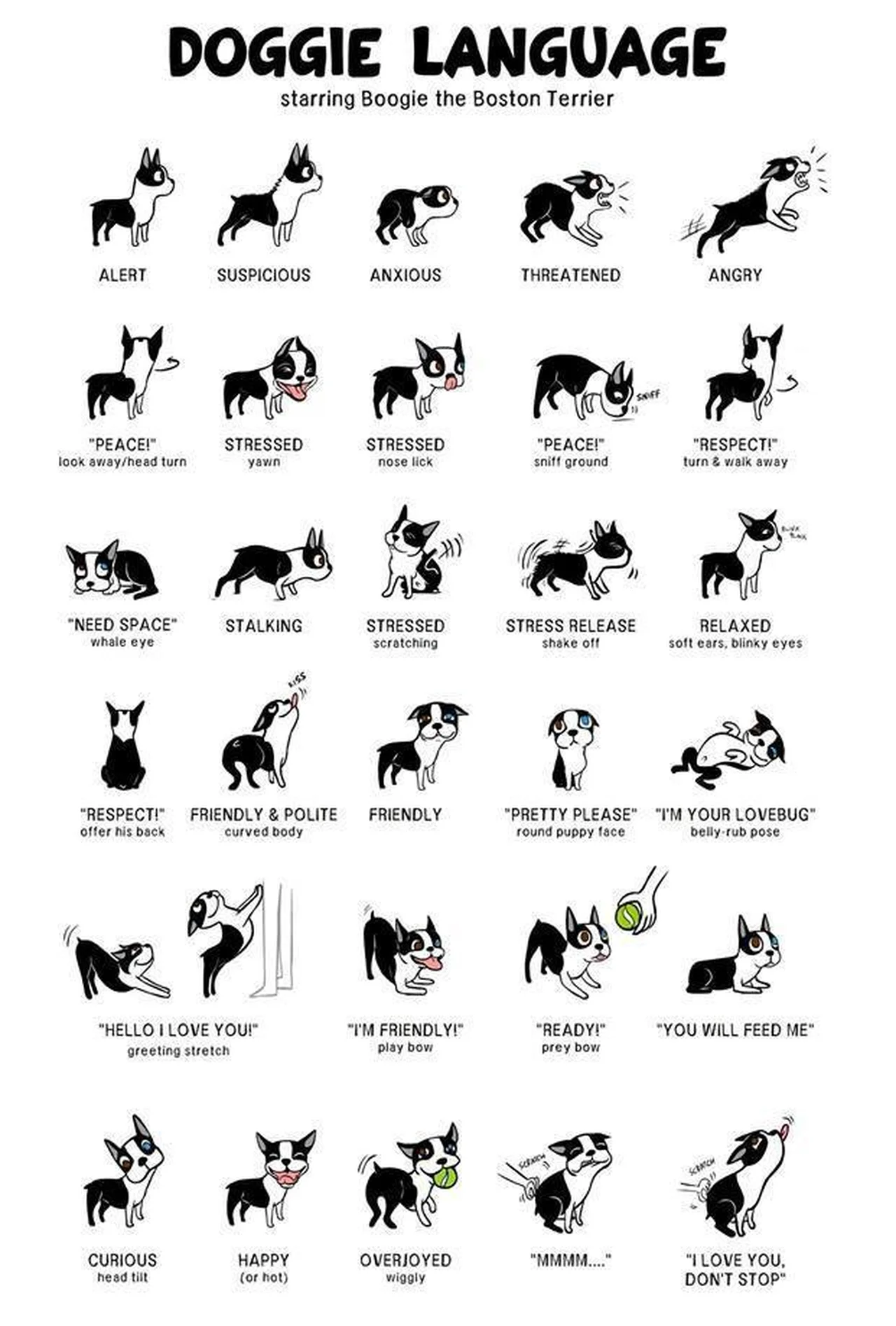 Psia mowa - co mówi Twój pies
