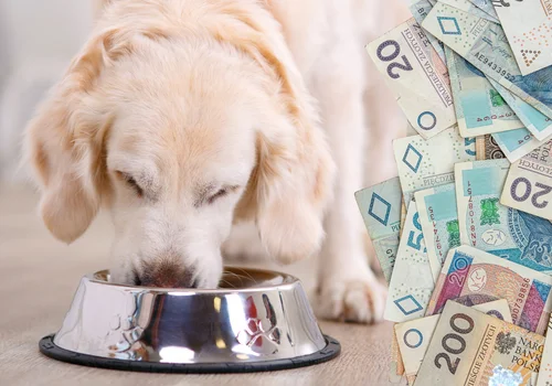 Rekordowe 9,6 miliarda zł na zwierzęta domowe w 2025 r. Polacy nie oszczędzają na pupilach!