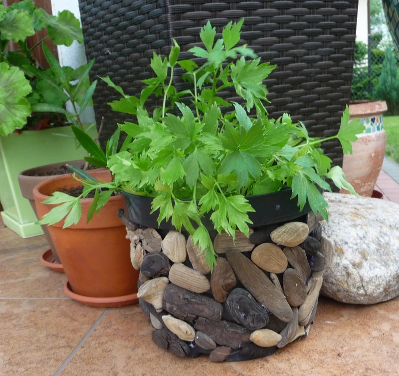 doniczka diy z morskich znalezisk