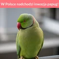 Naukowcy ostrzegają- w Polsce nadchodzi inwazja papug!
