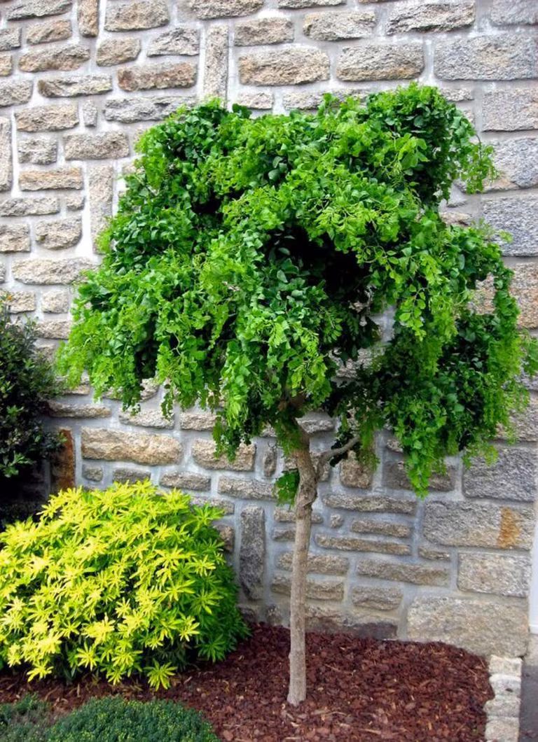 Piękne drzewko - robinia akacjowa