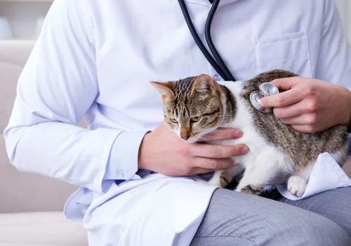 Alarm dla właścicieli kotów! Weterynarze ostrzegają przed nieznaną chorobą!