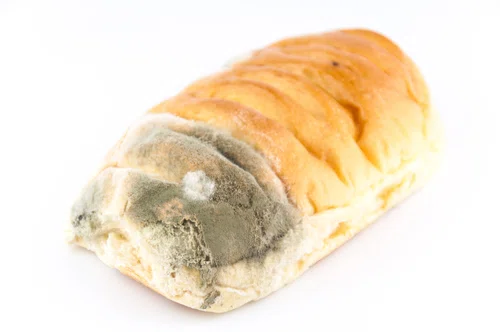 Czy wystarczy odkroić pleśń z chleba, by bezpiecznie móc go zjeść?
