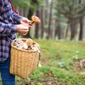 Zaskakujący początek sezonu grzybowego w Polsce! Dlaczego wszyscy grzybiarze są załamani?