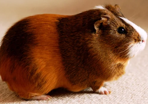 Dzień Kawii Domowej: Historia, Znaczenie i Pielęgnacja