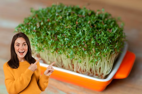 Nie masz czasu na warzywa? To zielone superfood wyrośnie w 3 dni i dostarczy Ci mnóstwo witamin!