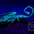 Dlaczego skorpion jest uznawany za najgorszy znak zodiaku?