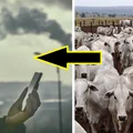 Branża mięsna należy do największych trucicieli środowiska!