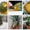 ananas w doniczce