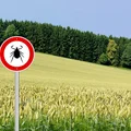 8 ciekawostek o KLESZCZACH, których wcześniej nie znałaś!