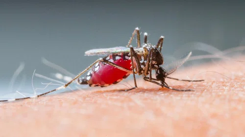Sposób na złagodzenie swędzenia po ukąszeniu komara.