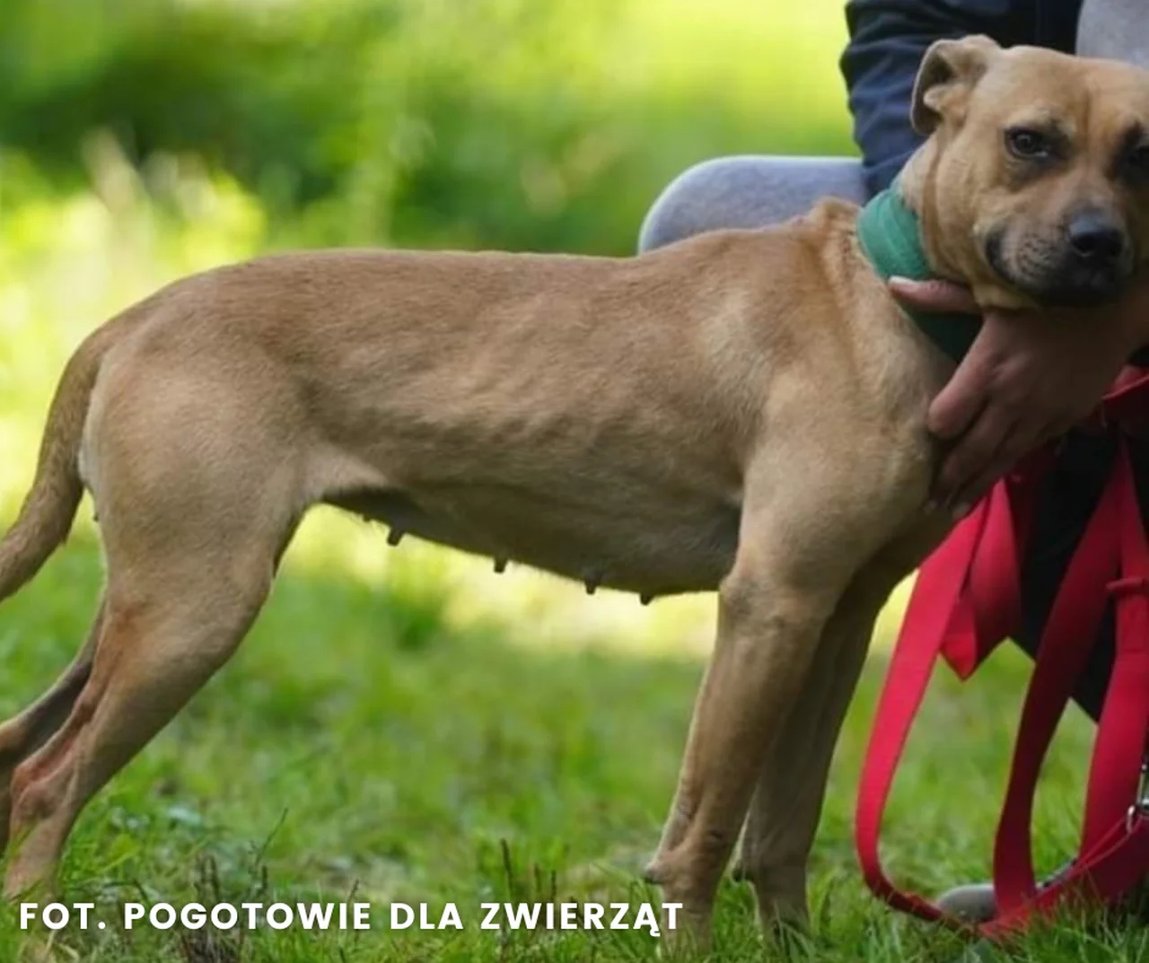 Skazany za brutalne walki psów zatrzymany przez opolskich "łowców głów"