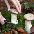 Nie zbieraj grzybów na tych terenach! GIS ostrzega: Mogą być bardzo niebezpieczne!