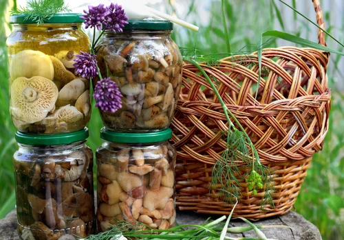 Koniec z suszeniem i mrożeniem! Grzyby w solance to absolutny hit tego sezonu!