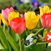 Majowy patent na piękne tulipany na przyszły rok – musisz to zrobić teraz!