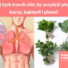 Użyj tych trzech ziół, by oczyścić płuca z kurzu, bakterii i pleśni!