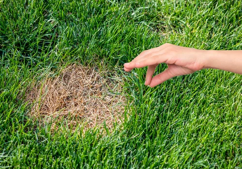 Posyp tym swój trawnik a znikną łyse i żółte placki! Super trik na piękną trawę!