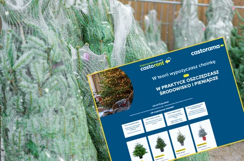 Wypożyczalnia żywych choinek! Nietypowa oferta popularnej sieci totalnie zaskoczyła klientów - ceny od 45 zł
