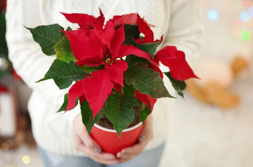 Już nie klasyczna czerwona gwiazda betlejemska! Teraz ta odmiana podbija świąteczne polskie stoły