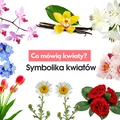 Symbolika kwiatów. Poznaj znaczenie najpopularniejszych kwiatów.