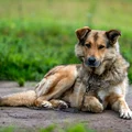 Koniec z psami na łańcuchach? Sejm szykuje rewolucję w prawach zwierząt!