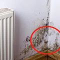 Pleśń a zdrowie – 7 sygnałów mówiących o chorobie spowodowanej pleśnią!