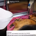 Już po 15 minutach PIES Pani Magdy zaczął chorować – NIGDY TEGO NIE RÓB!