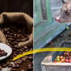 10 ciekawostek o kawie których nie wiesz