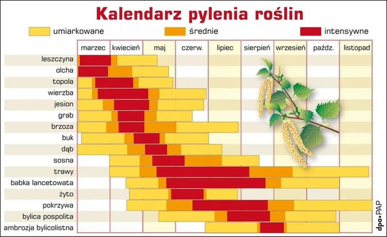 Kalendarz pylenia roślin - sprawdź go koniecznie, jeśli masz alergie!