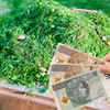Skoszona trawa to nie śmieć! Uwaga  można dostać nawet 500 zł mandatu!