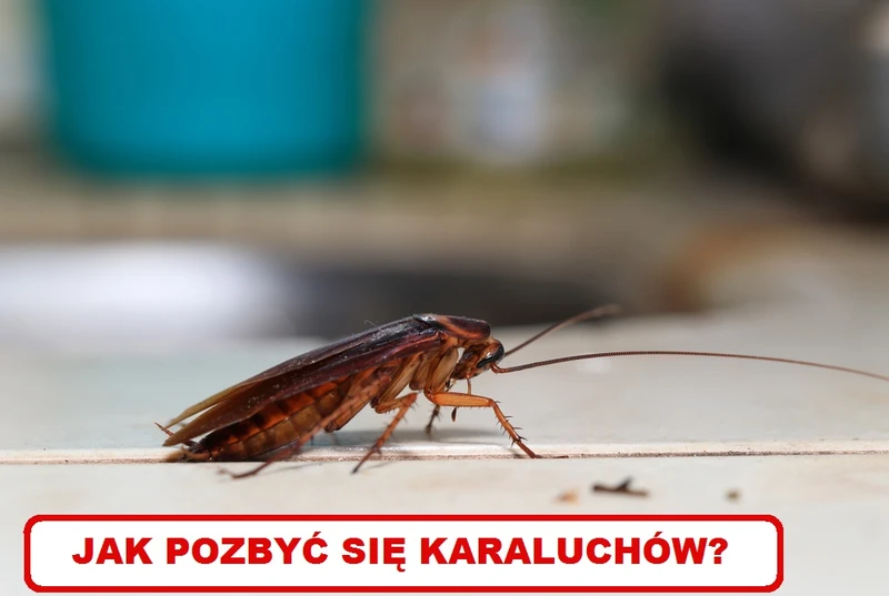 JAK POZBYĆ SIĘ KARALUCHÓW?