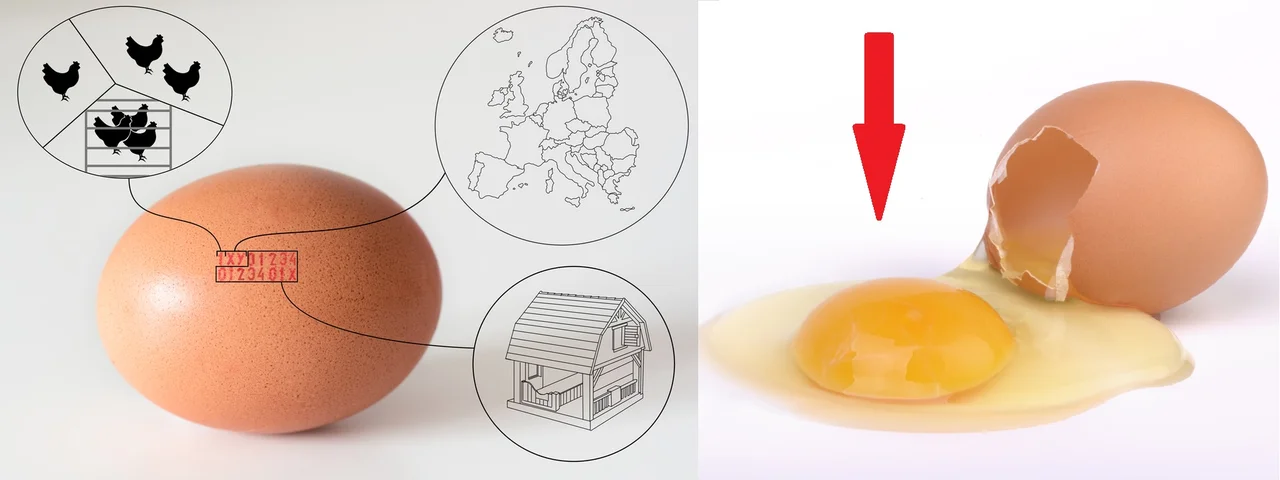 Czy jaja od kur z różnych chowów naprawdę różnią się jakością?