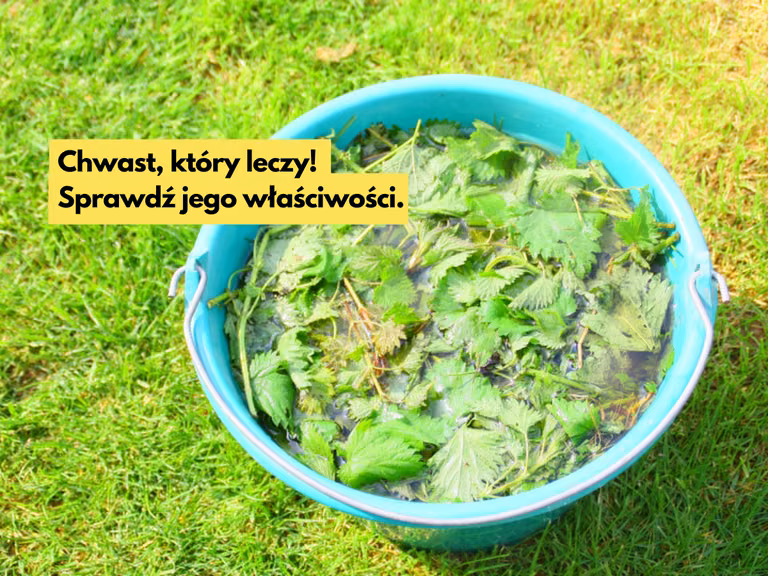 Ten powszechny chwast ma super moc! Od leczenia anemii po wspomaganie wzrostu włosów