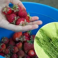 Ten chwast to naturalny eliksir dla truskawek! Zrób z niego nawóz, a zbiorów będzie co niemiara
