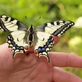 Dzień Motyli: Święto Piękna i Różnorodności
